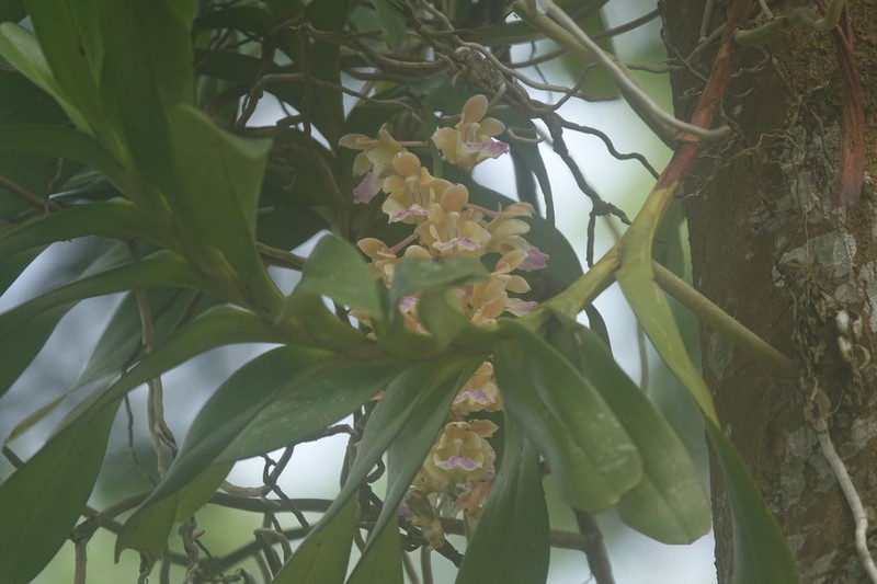 Aerides houlletiana photo 4