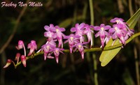 Aerides huttonii