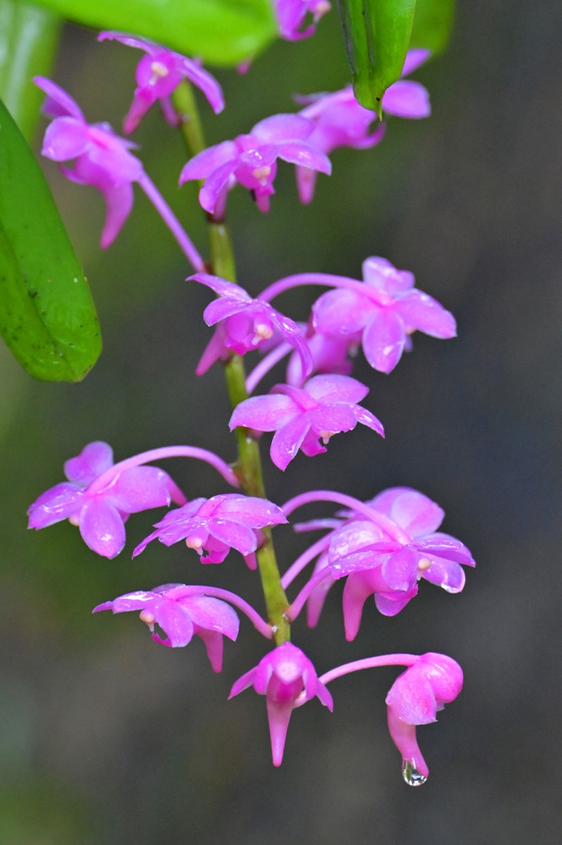 Aerides huttonii photo 2