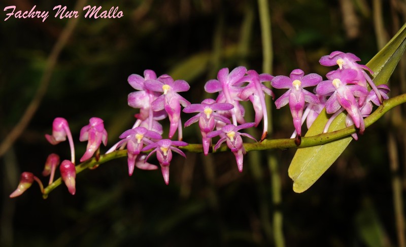Aerides huttonii photo 4