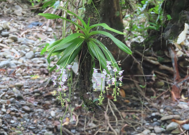 Aerides inflexa photo 2