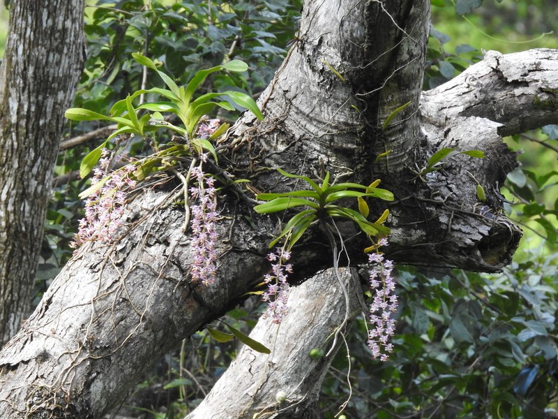 Aerides inflexa photo 4