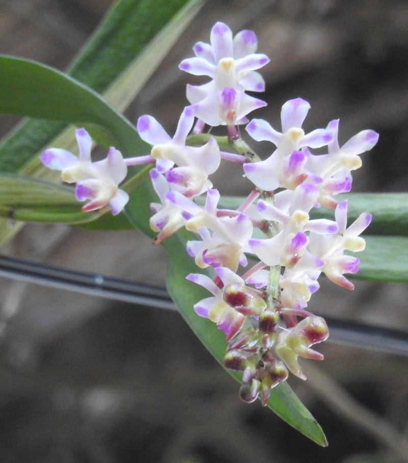 Aerides inflexa photo 5