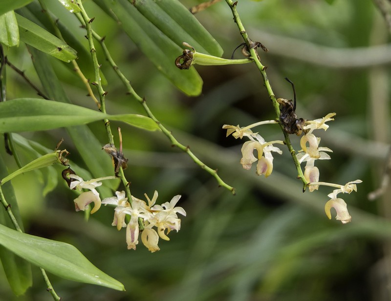 Aerides inflexa photo 6