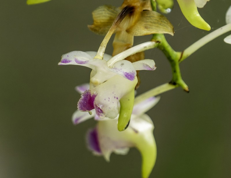 Aerides inflexa photo 7