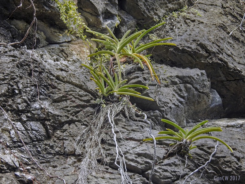 Aerides krabiensis