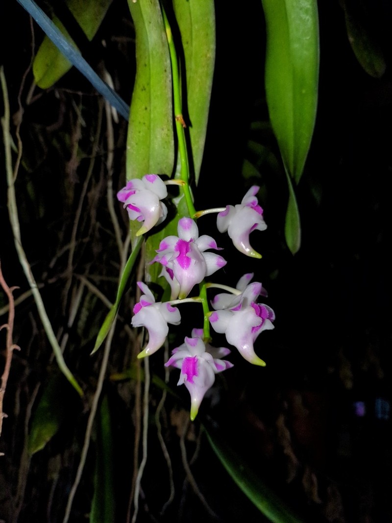 Aerides lawrenceae
