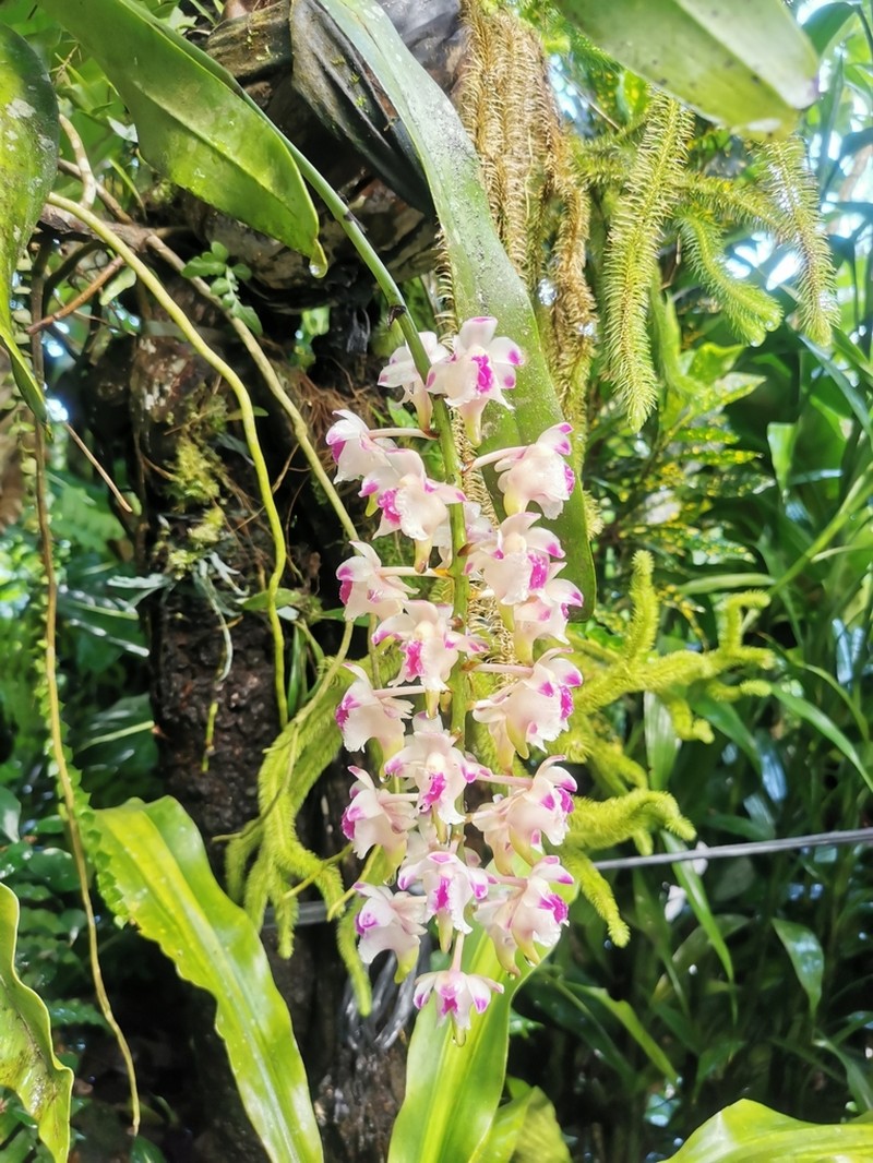 Aerides lawrenceae photo 2