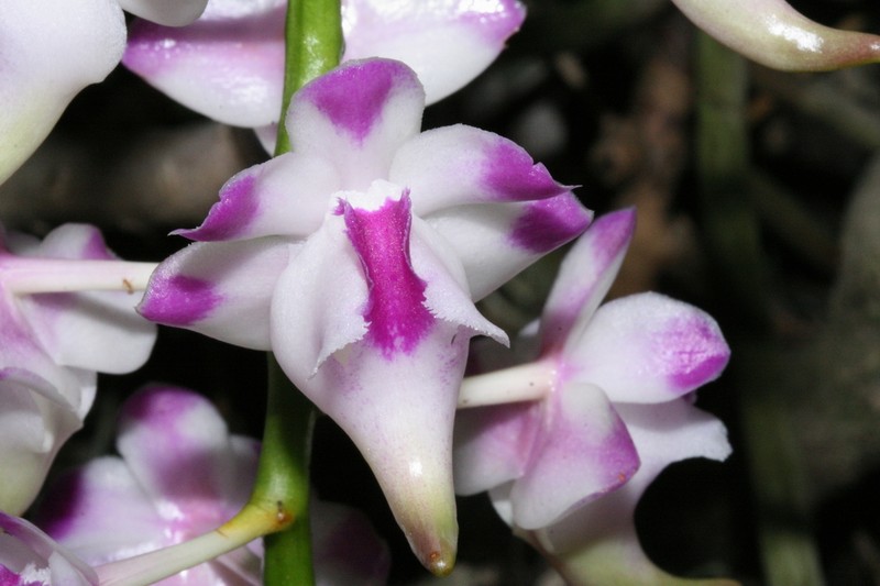 Aerides lawrenceae photo 3