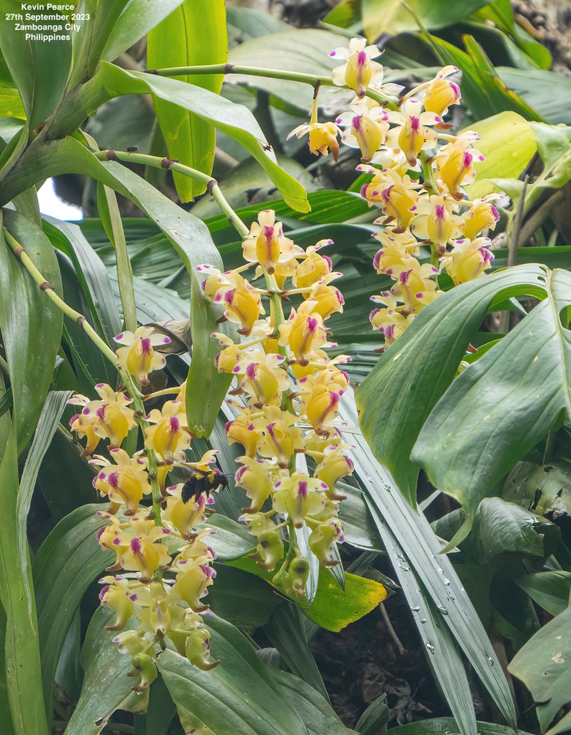 Aerides lawrenceae photo 4