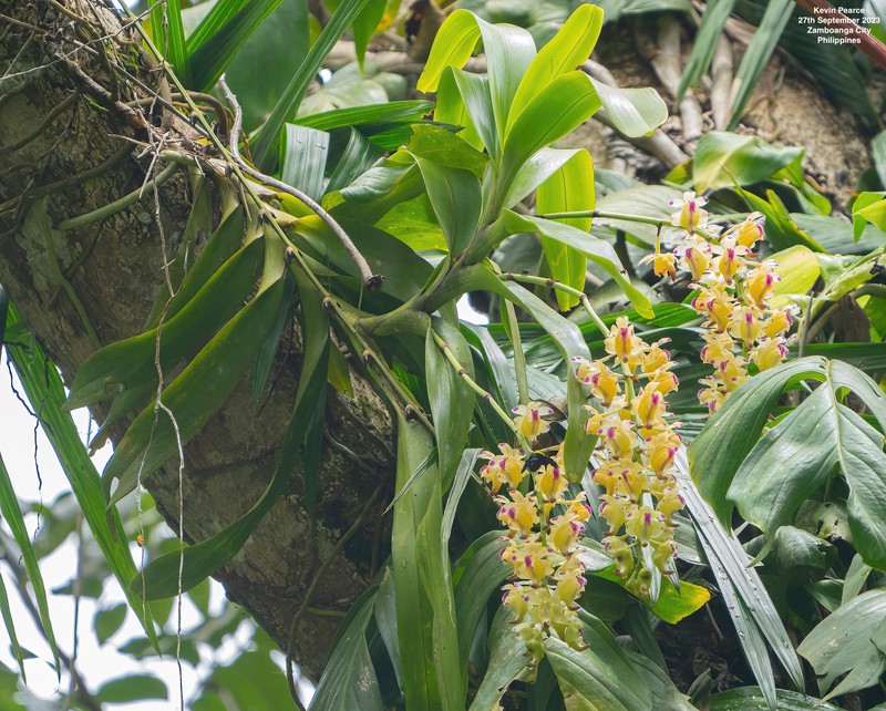 Aerides lawrenceae photo 5