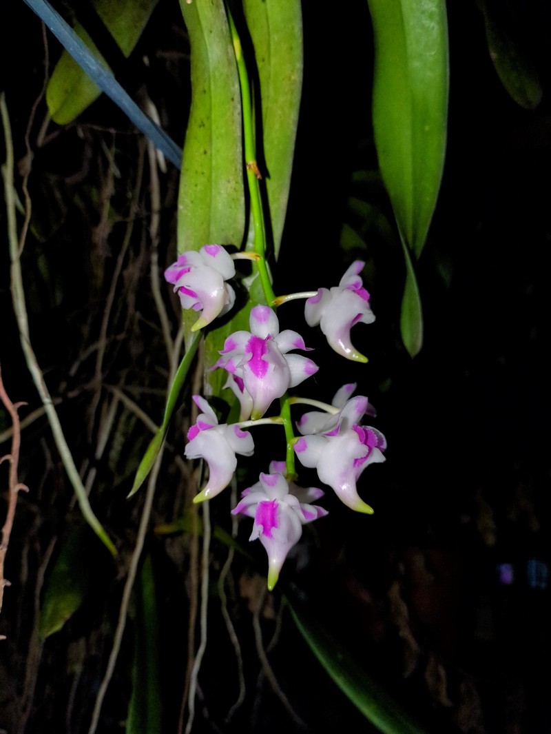 Aerides lawrenceae photo 6