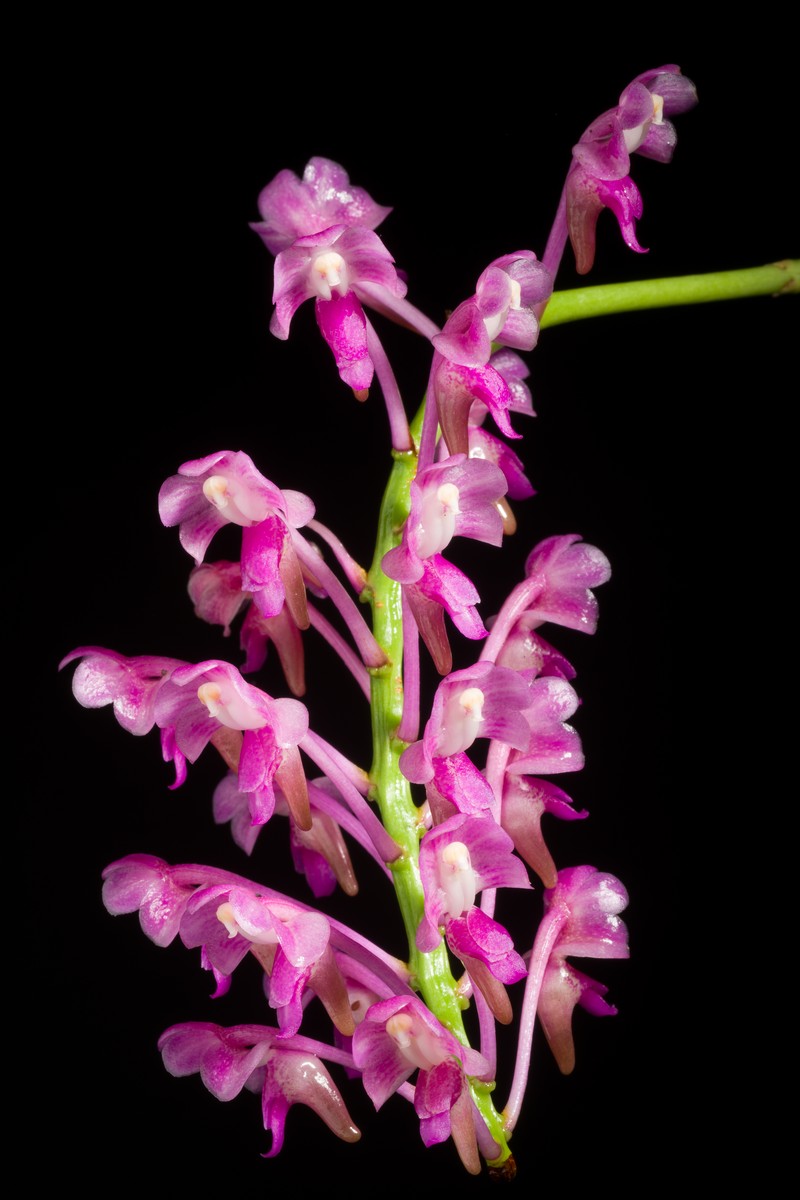 Aerides leeana