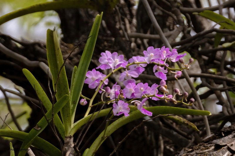 Aerides maculosa photo 2