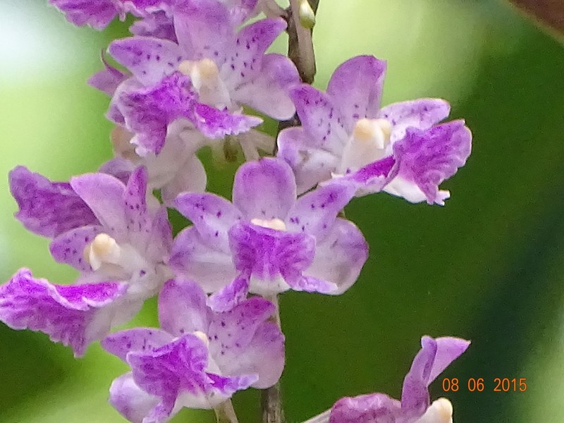Aerides maculosa photo 3