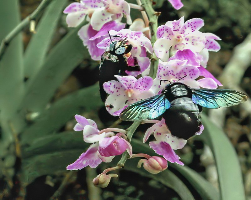 Aerides maculosa photo 4