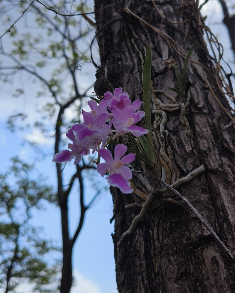 Aerides maculosa photo 5