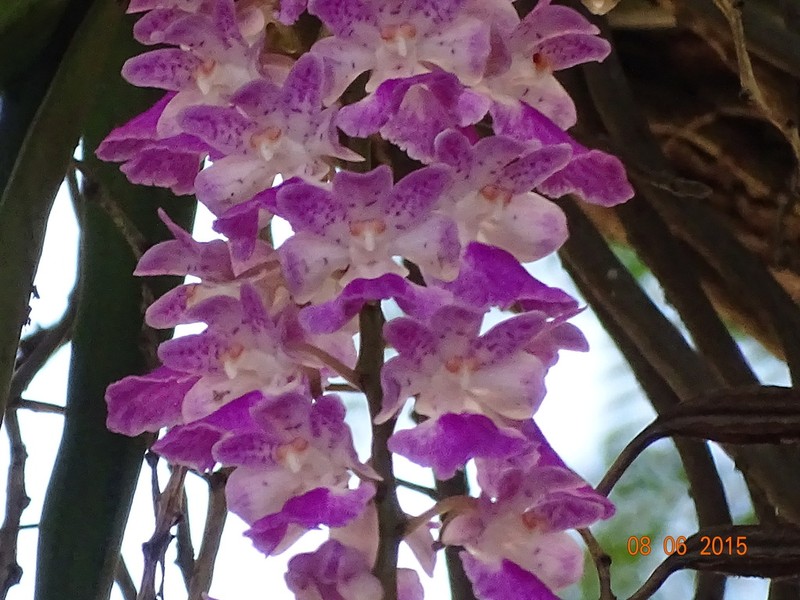 Aerides maculosa photo 6