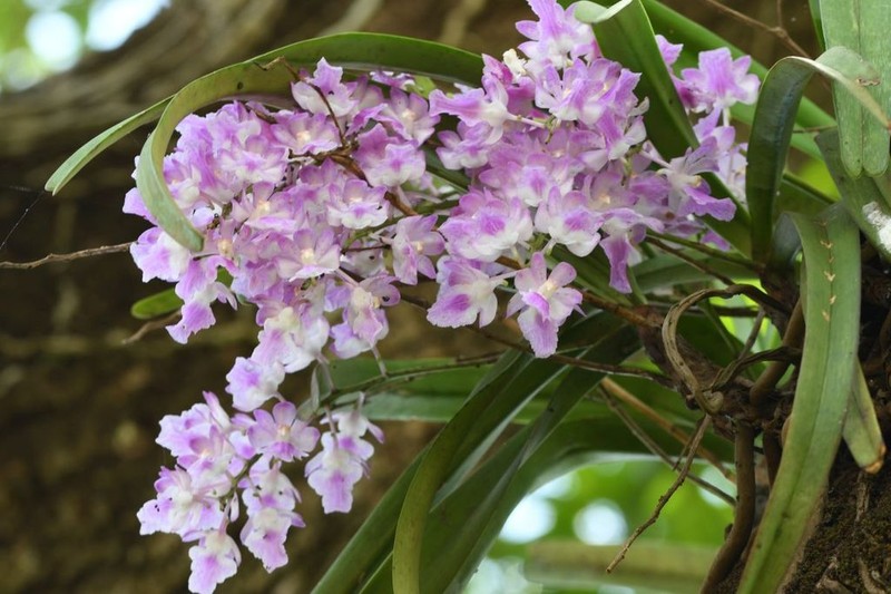 Aerides maculosa photo 8