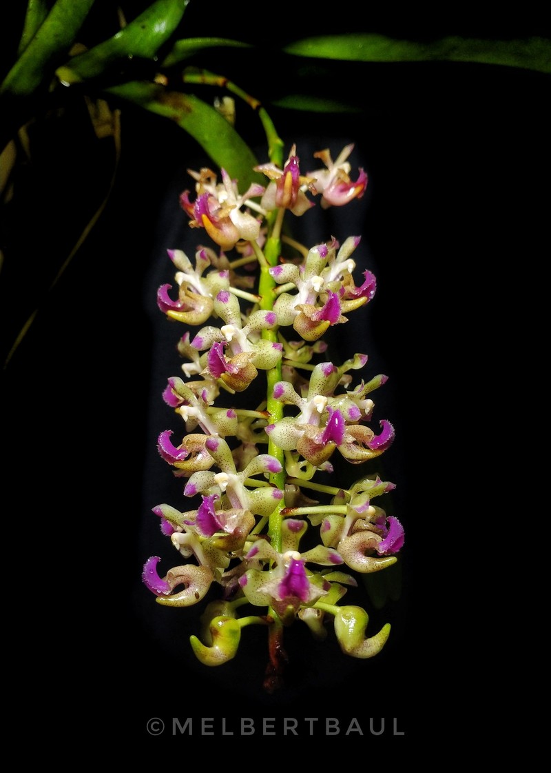 Aerides migueldavidii photo 2