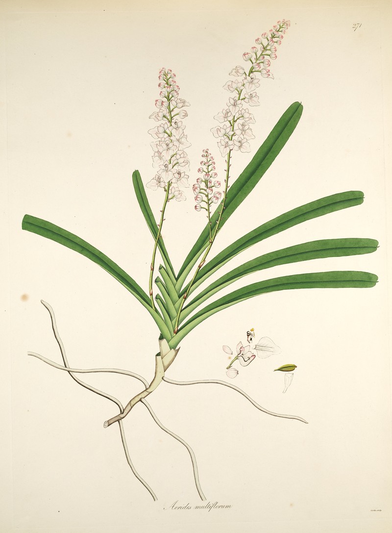 Aerides multiflora