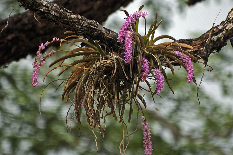 Aerides multiflora photo 2