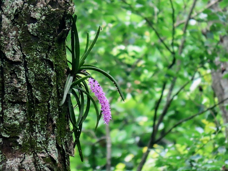 Aerides multiflora photo 3