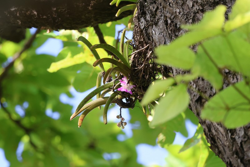 Aerides multiflora photo 4