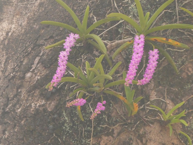 Aerides multiflora photo 6