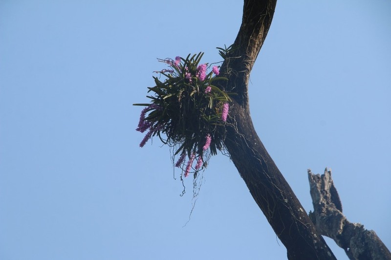 Aerides multiflora photo 7