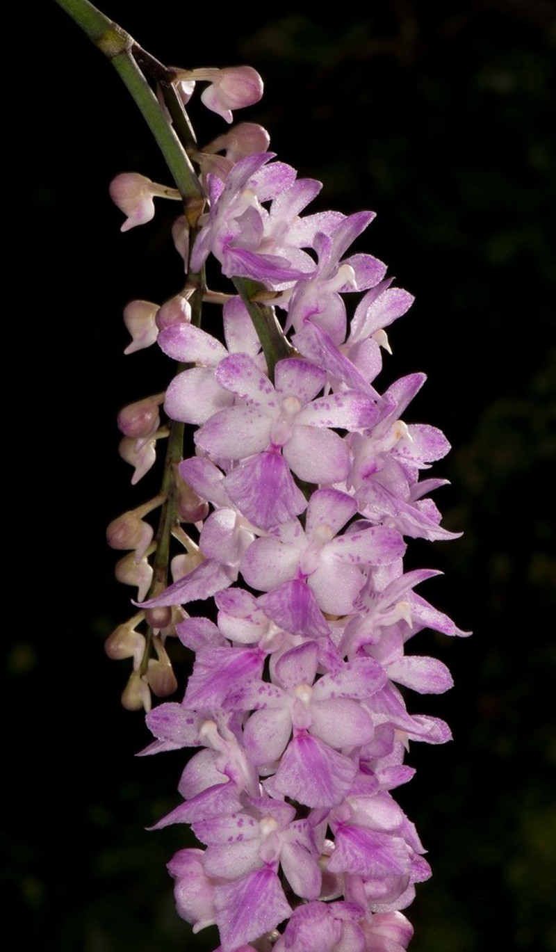 Aerides multiflora photo 8