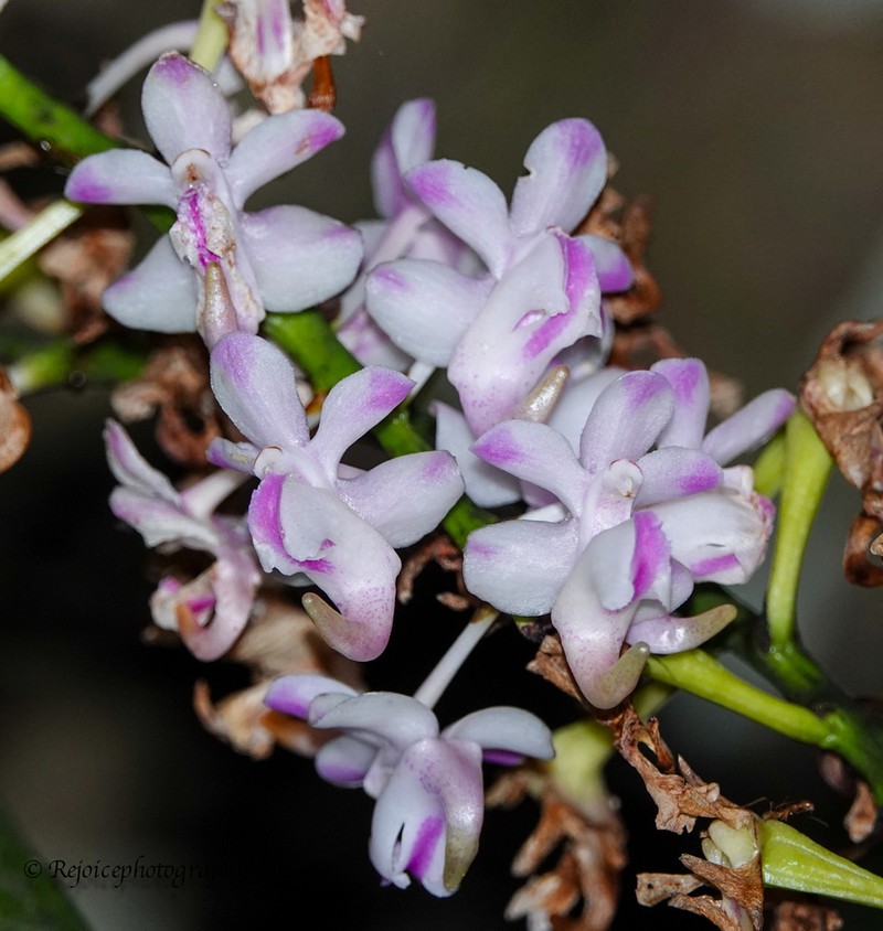 Aerides odorata photo 2