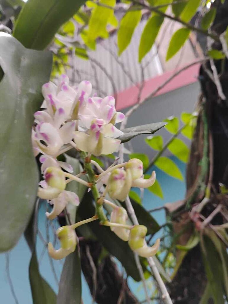 Aerides odorata photo 3