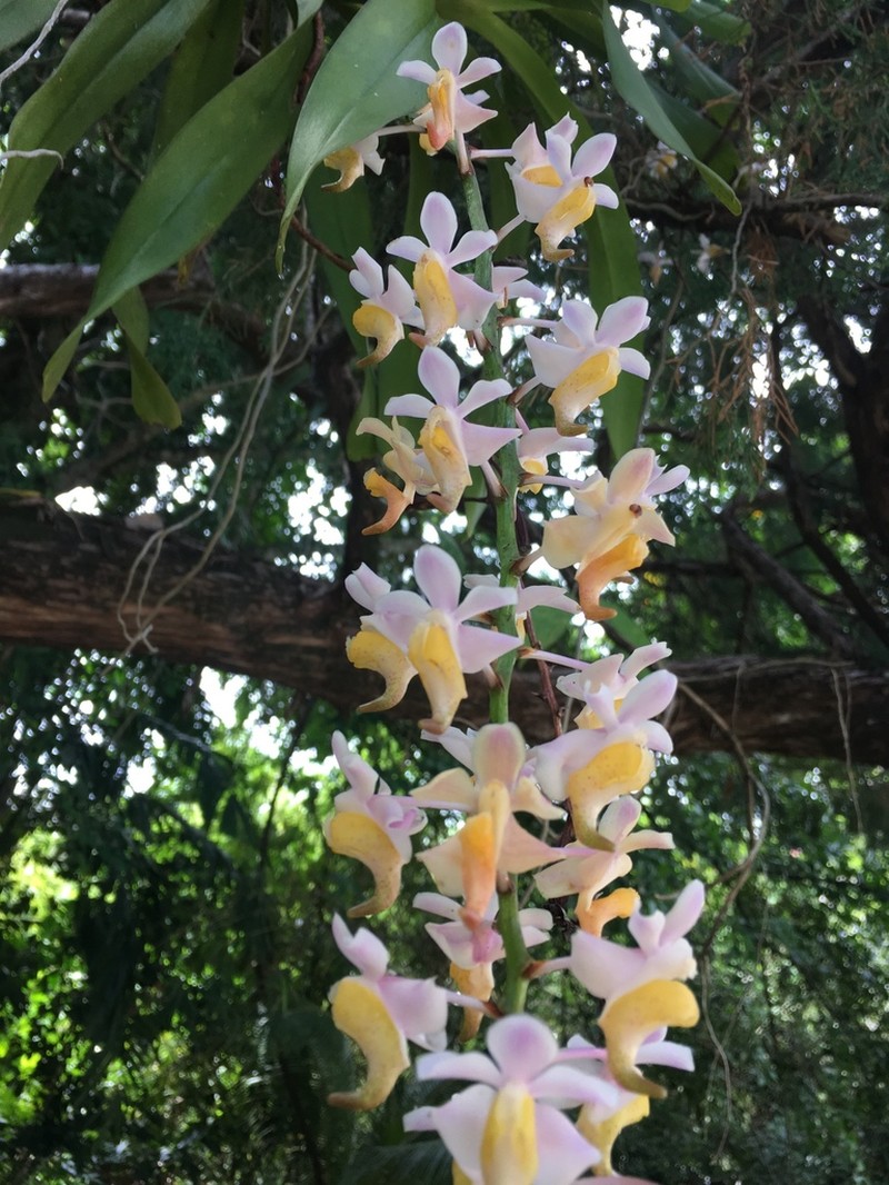 Aerides odorata photo 4