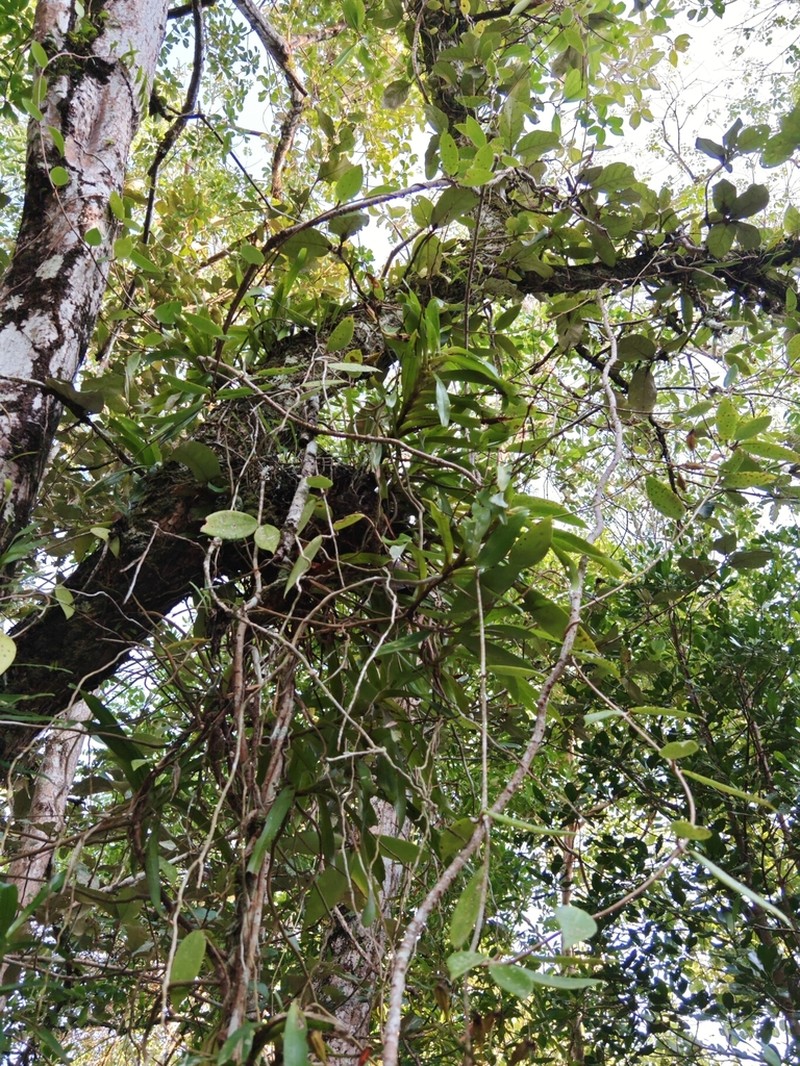 Aerides odorata photo 5