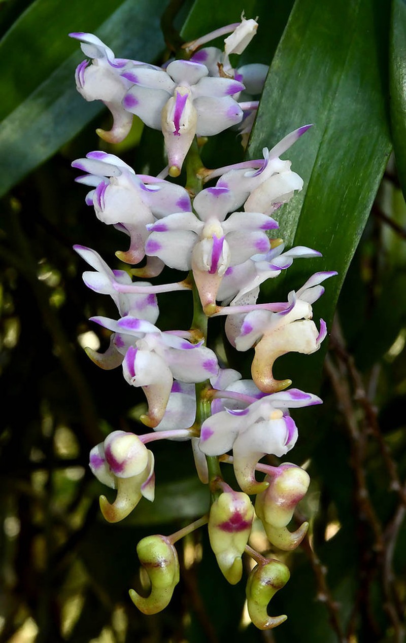 Aerides odorata photo 6