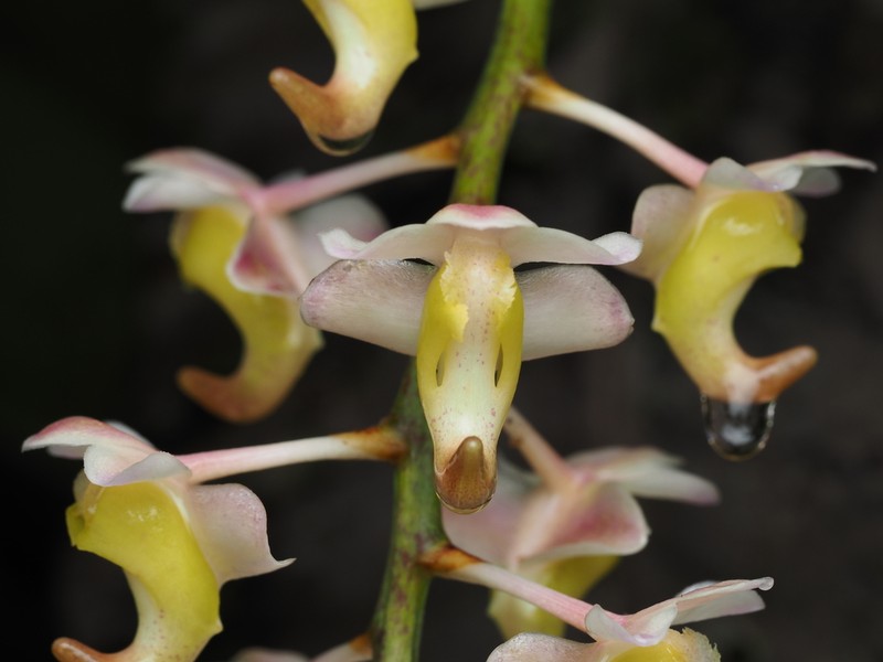 Aerides odorata photo 7