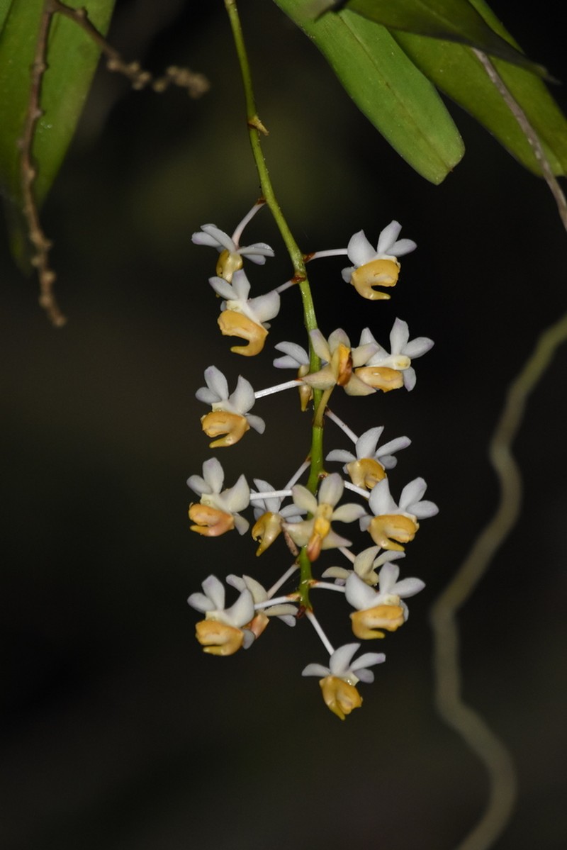 Aerides odorata photo 8