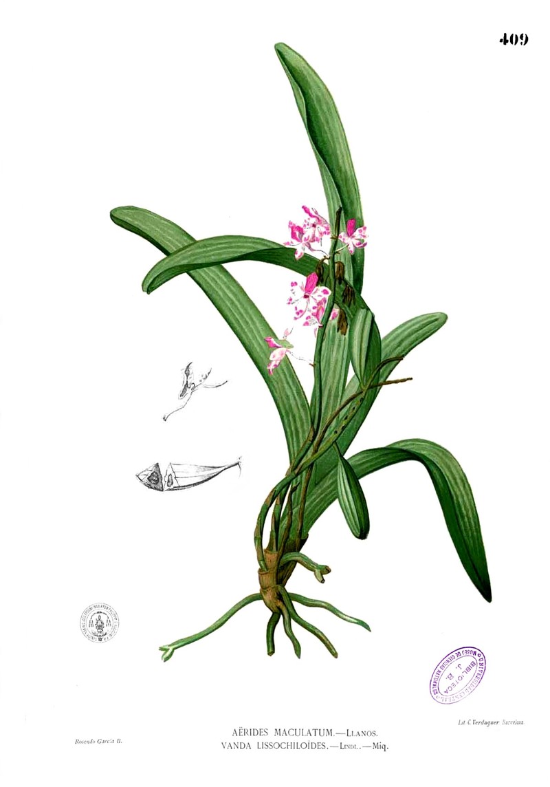 Aerides quinquevulnera