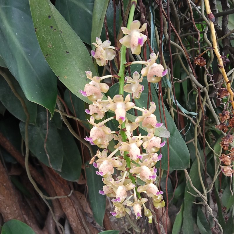 Aerides quinquevulnera photo 2