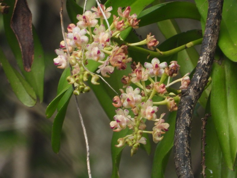 Aerides quinquevulnera photo 3