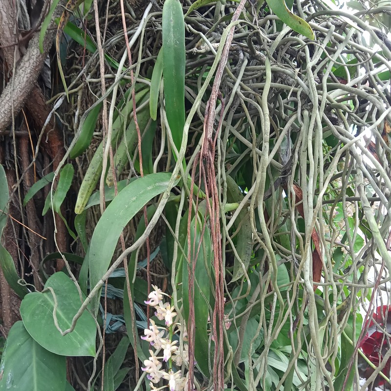 Aerides quinquevulnera photo 5