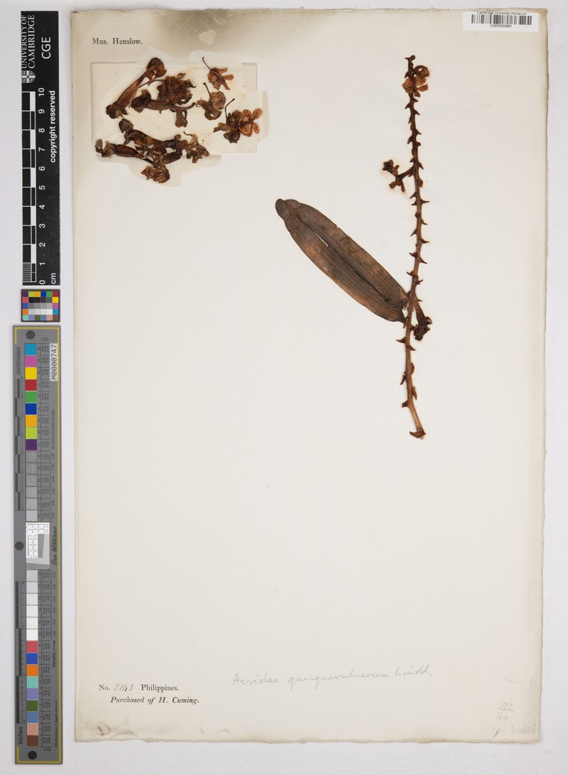 Aerides quinquevulnera photo 6