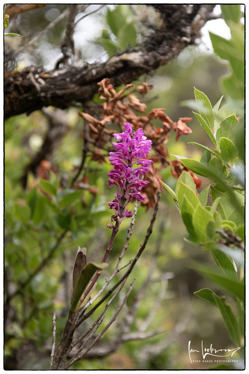 Aerides ringens photo 2
