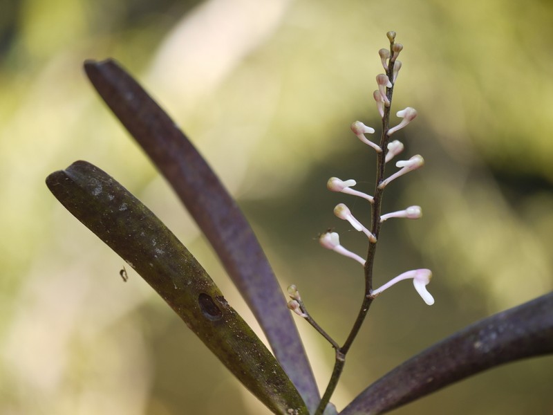 Aerides ringens photo 3