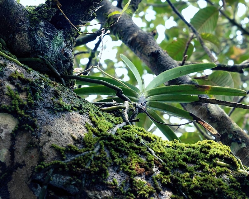 Aerides ringens photo 4