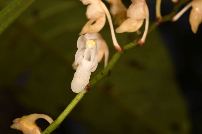 Aerides ringens photo 5