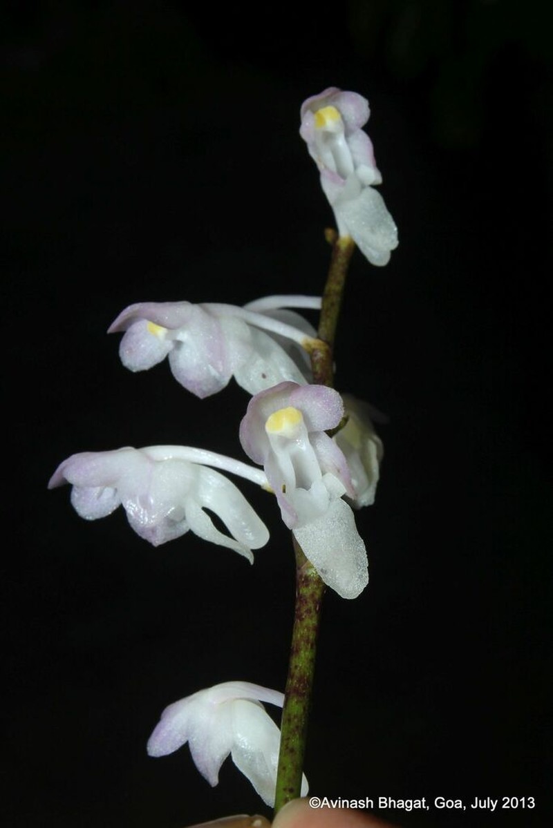 Aerides ringens photo 6