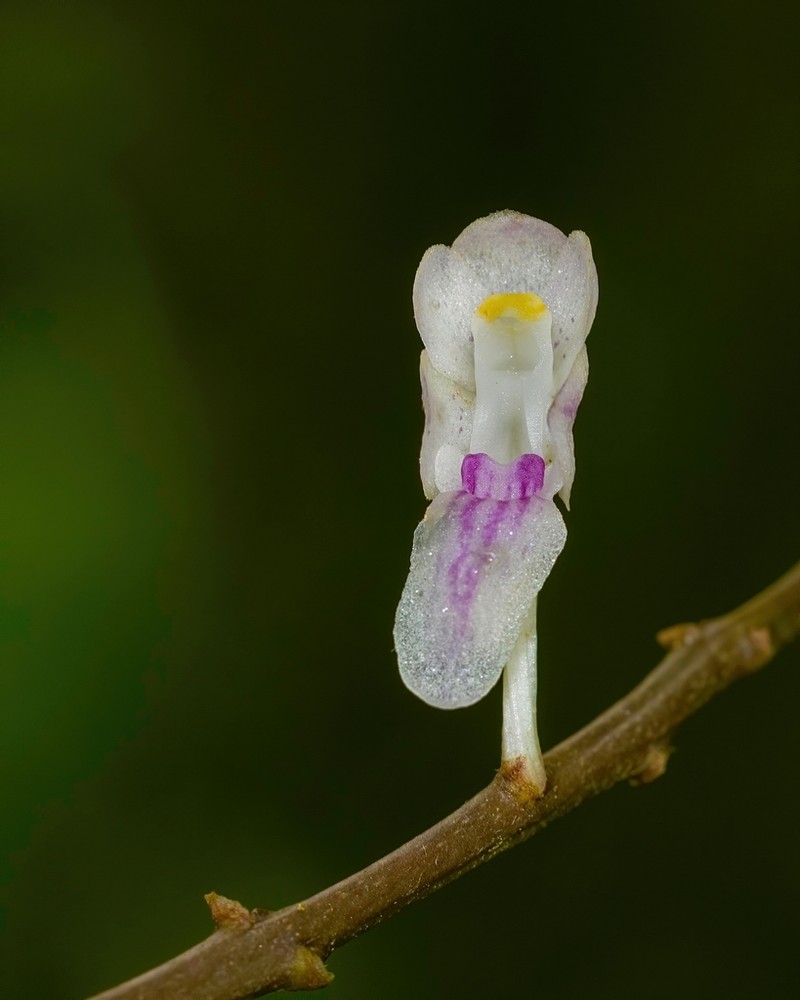 Aerides ringens photo 7