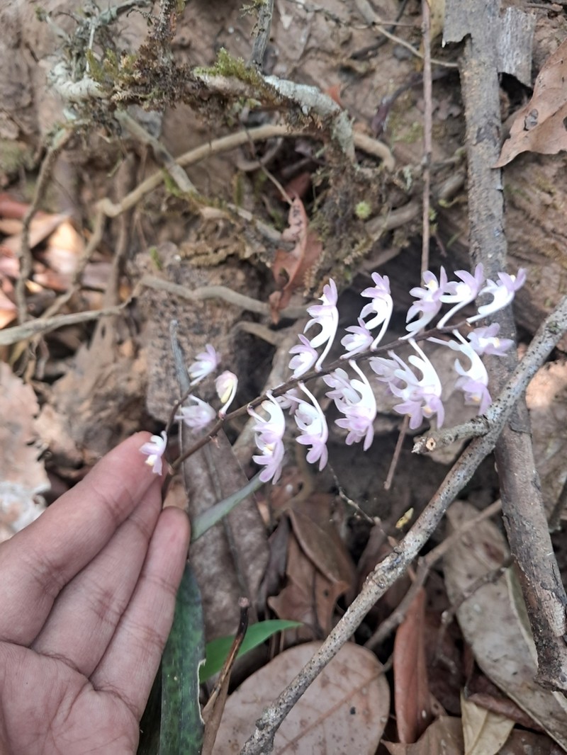 Aerides ringens photo 8
